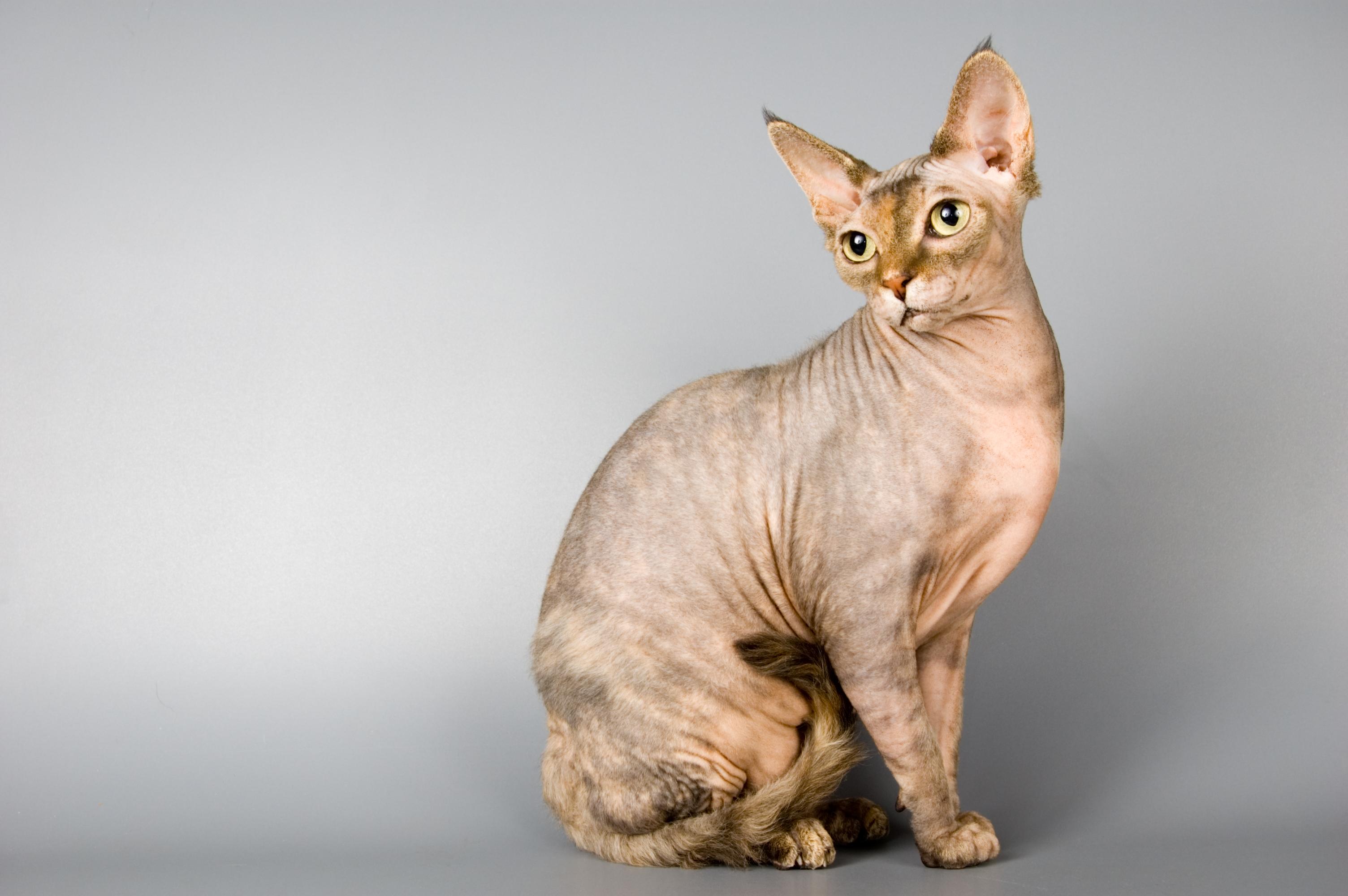 Cat IEjdx1W5q