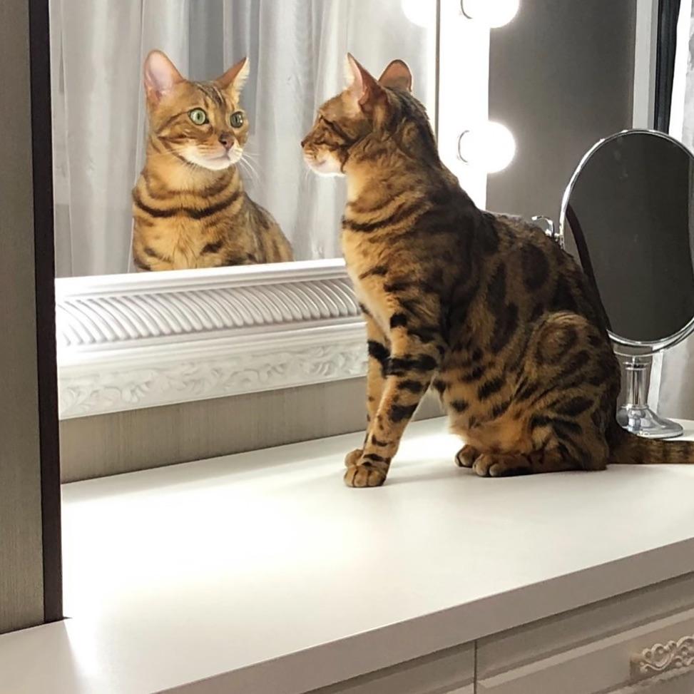 Cat IFXsxmXLm