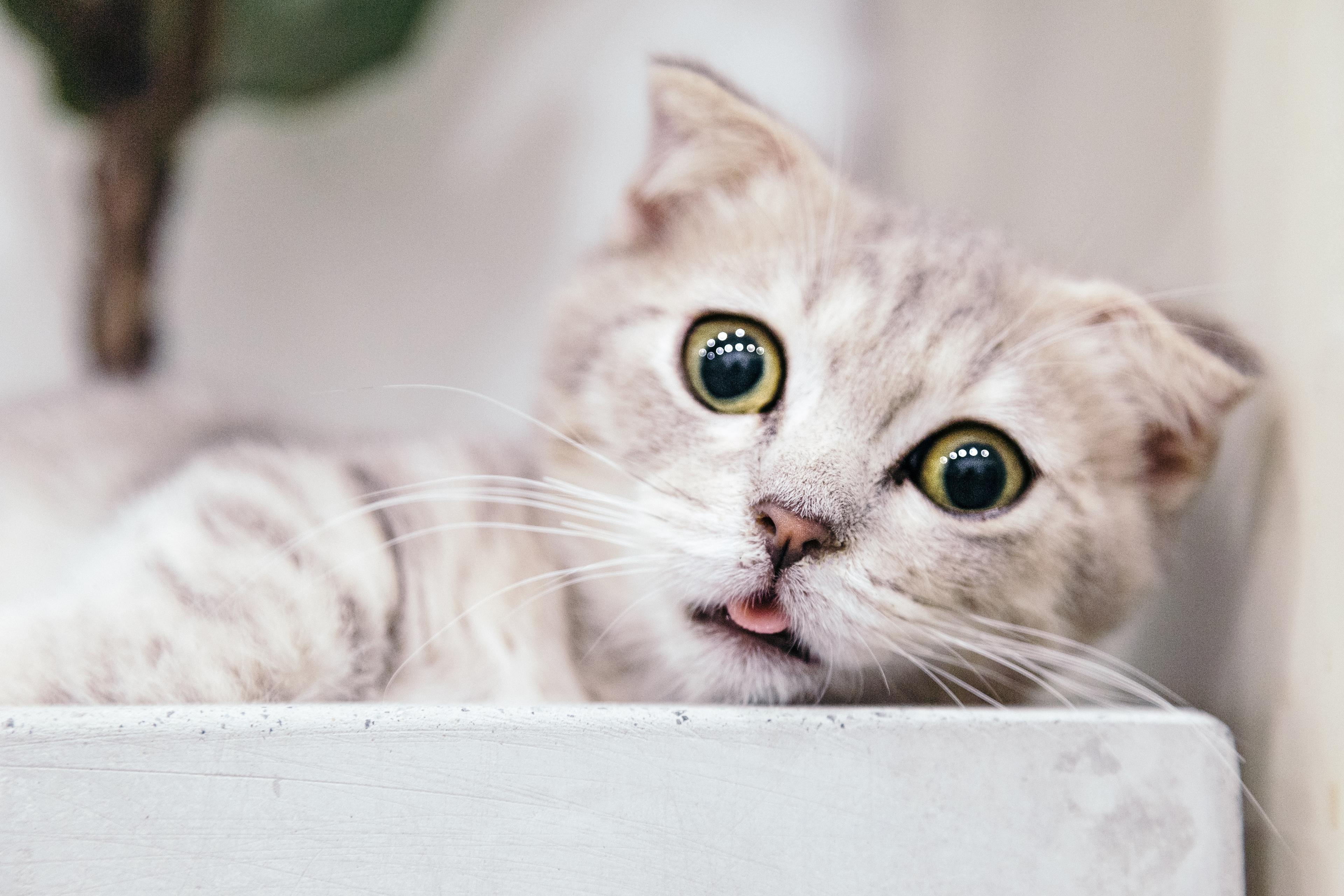 Cat IJyPTBLyU