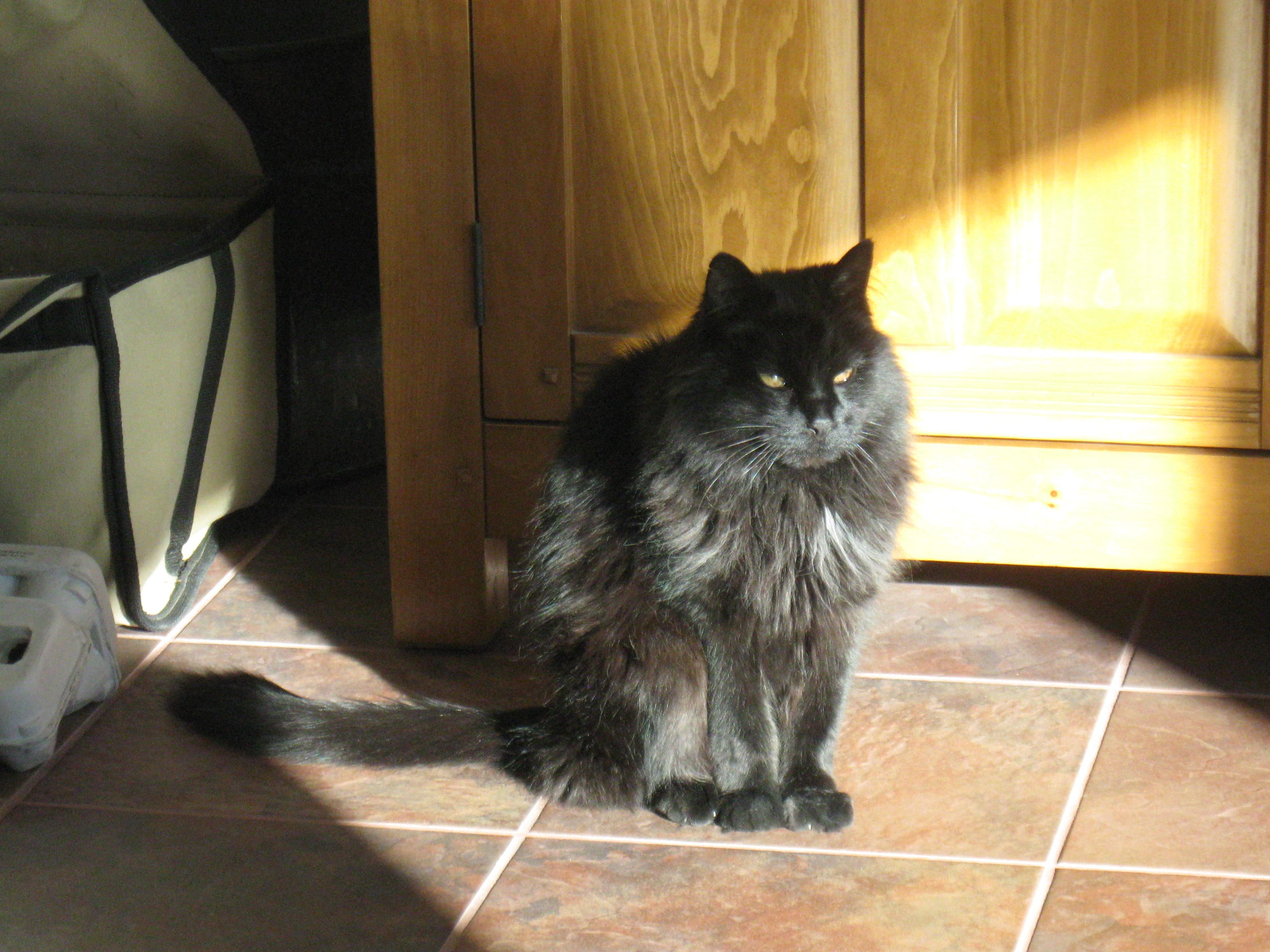 Cat INXwfT_cp