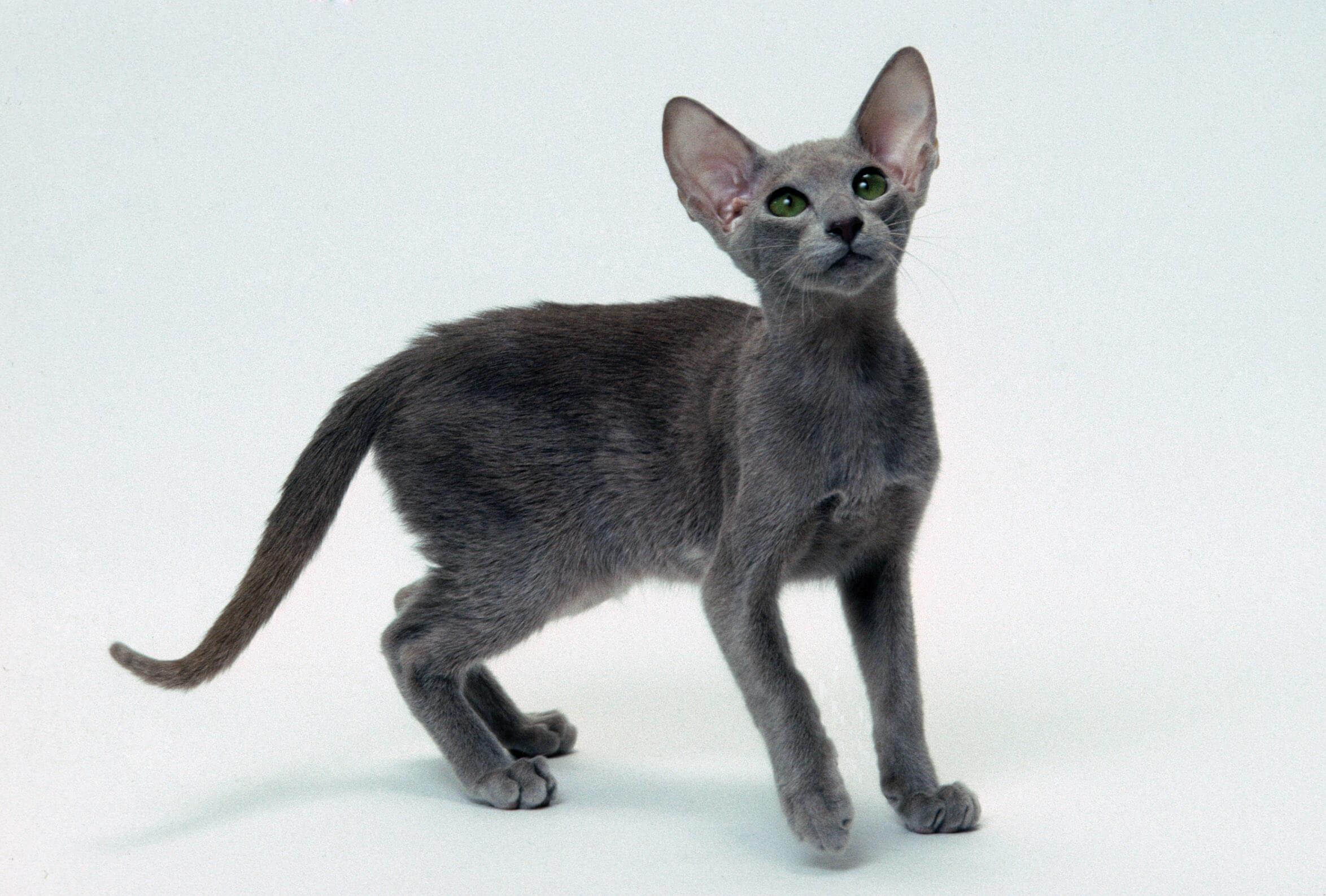 Cat IOetZNghN