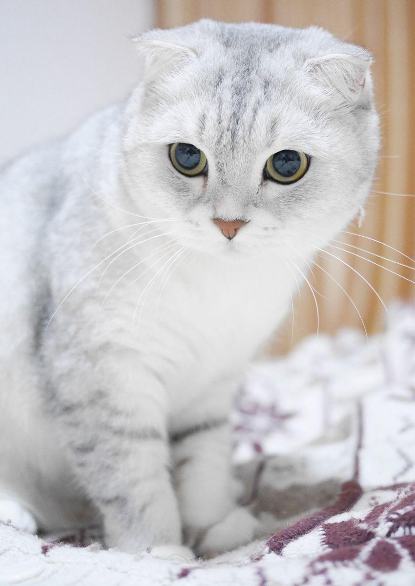 Cat IboDUkK8K