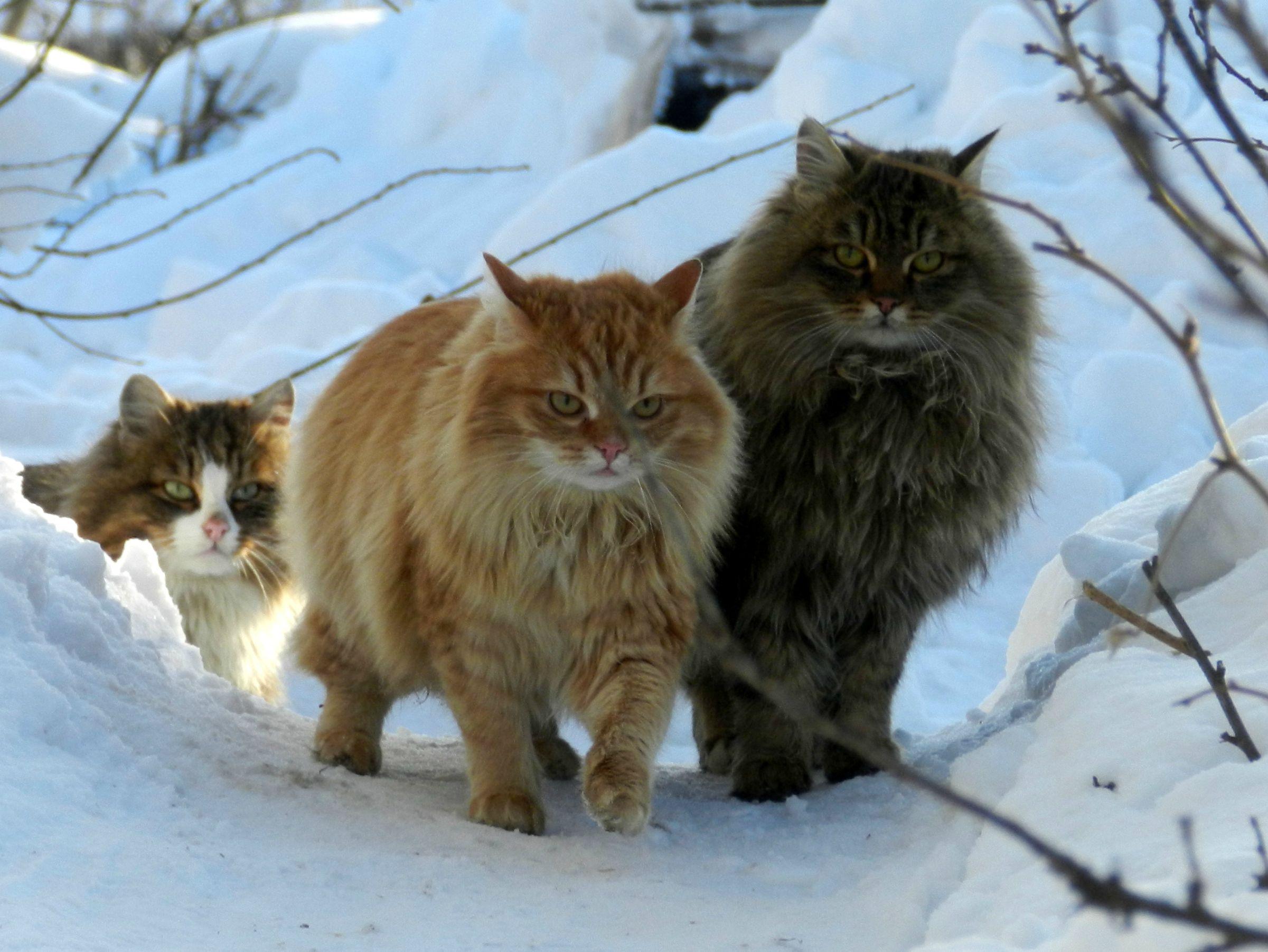 Cat IvIKQQqSP