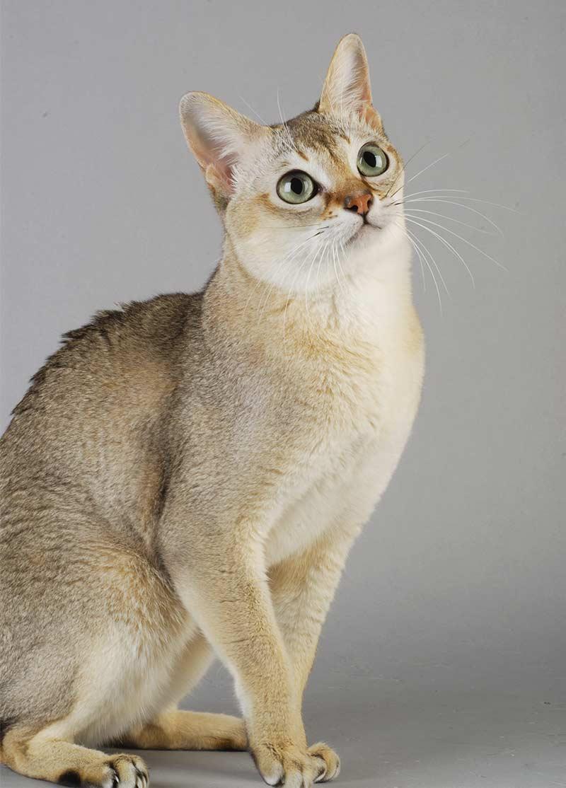 Cat JBkP_EJm9