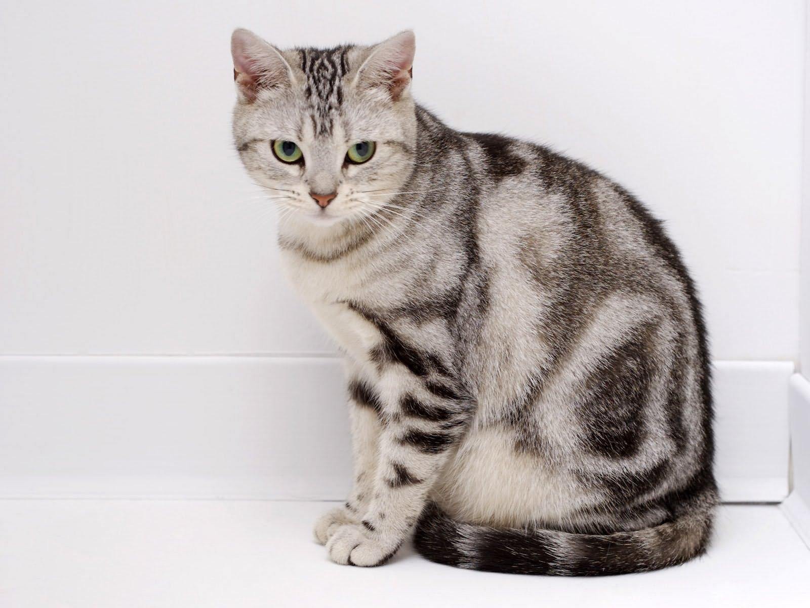 Cat JFPROfGtQ