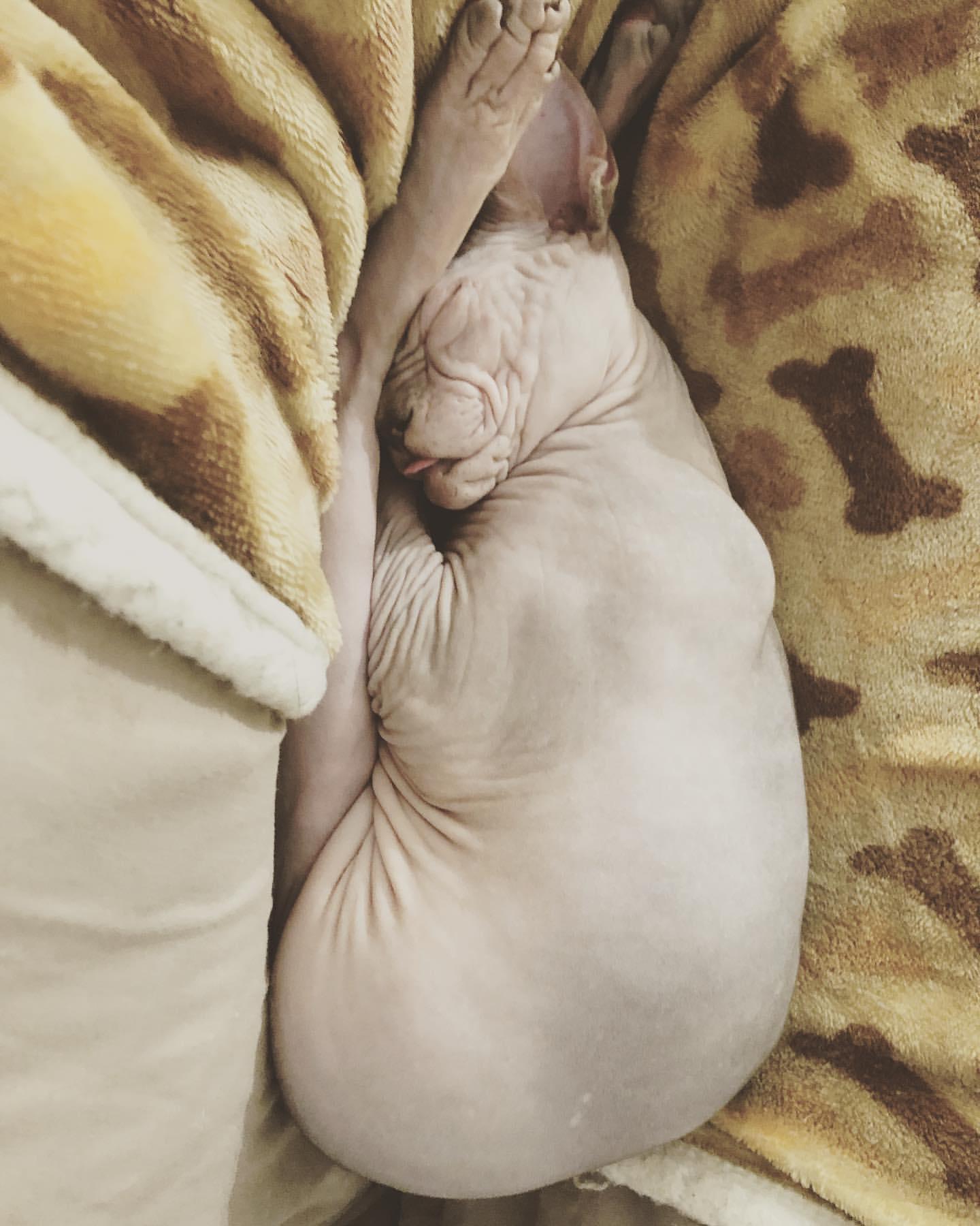 Cat JKITuMU25