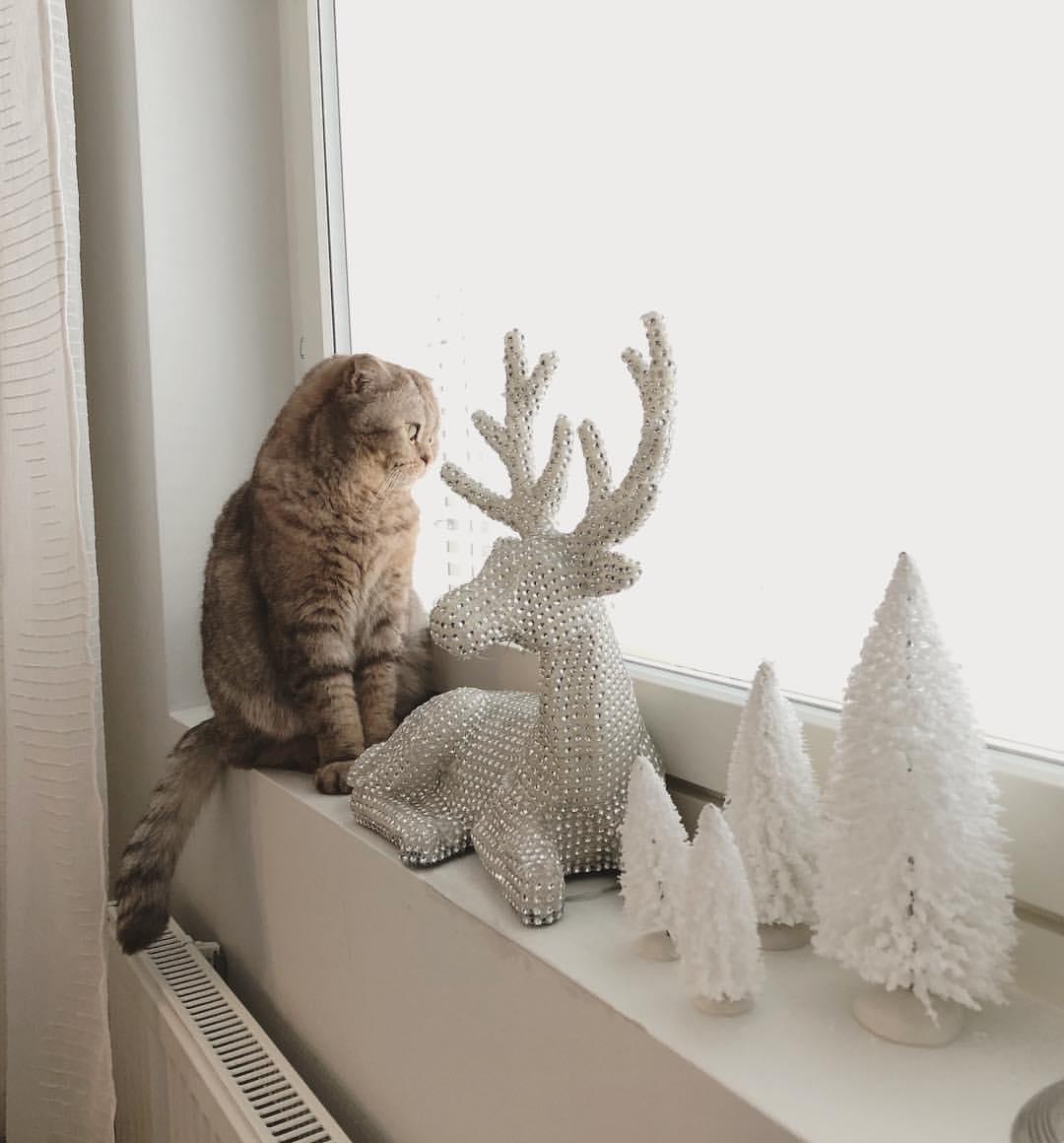 Cat JVITS8pXF