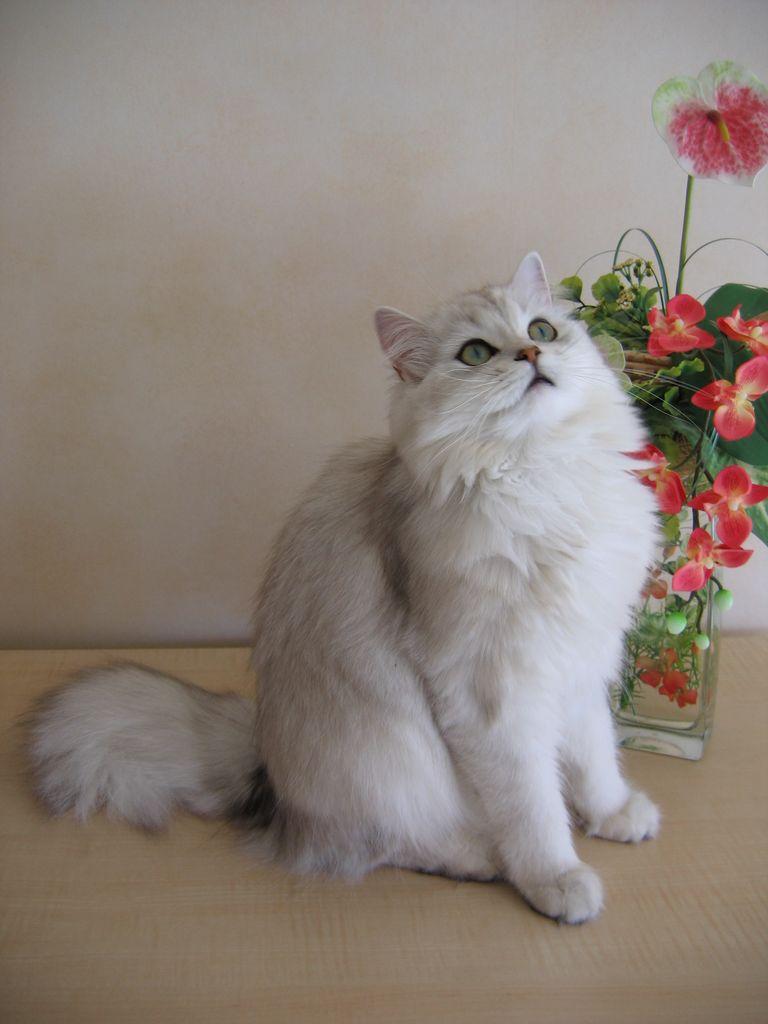 Cat JWOrjbhum