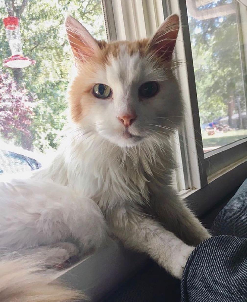 Cat JWiXSI6QG