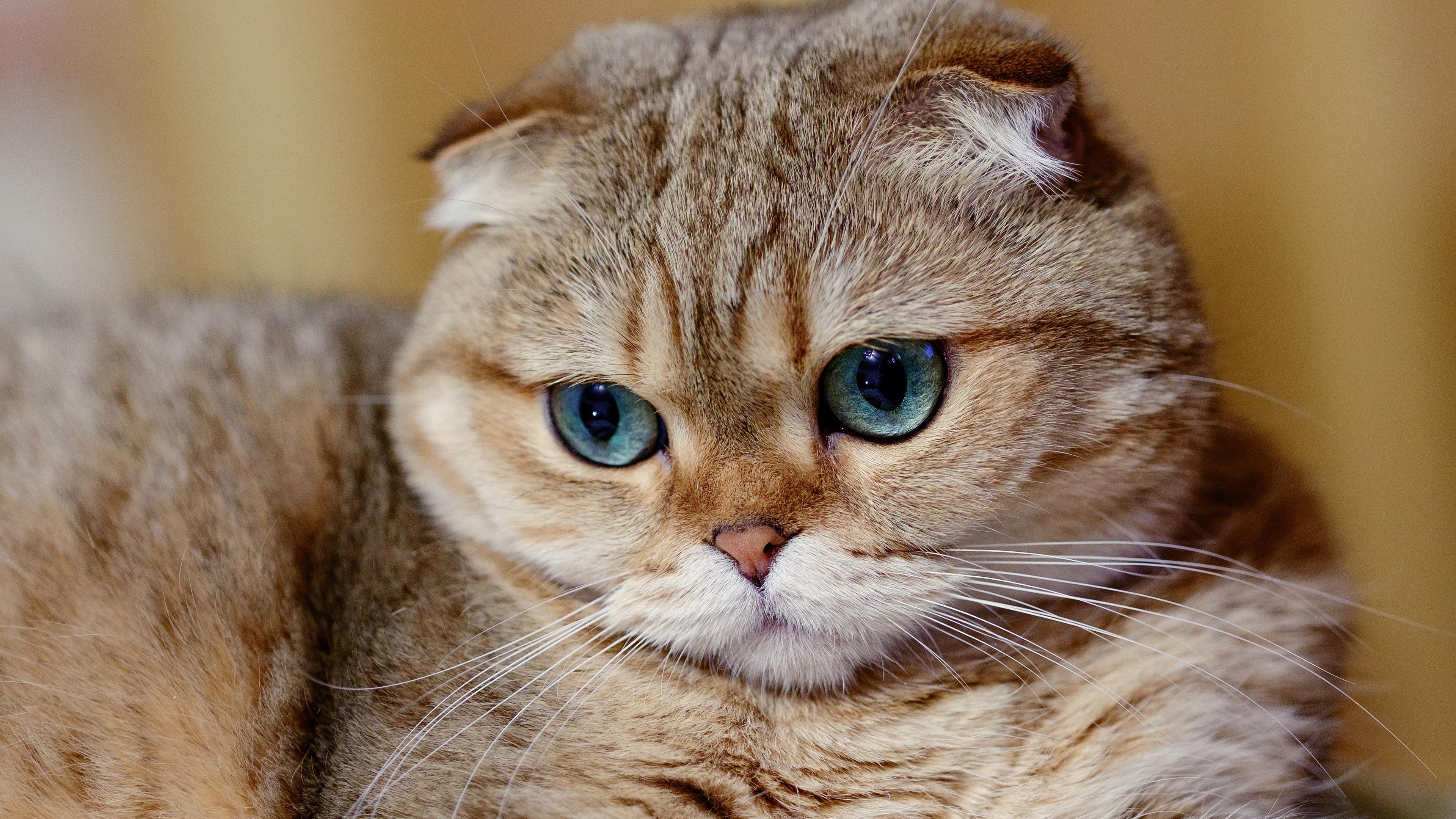 Cat JYLVJkyq_