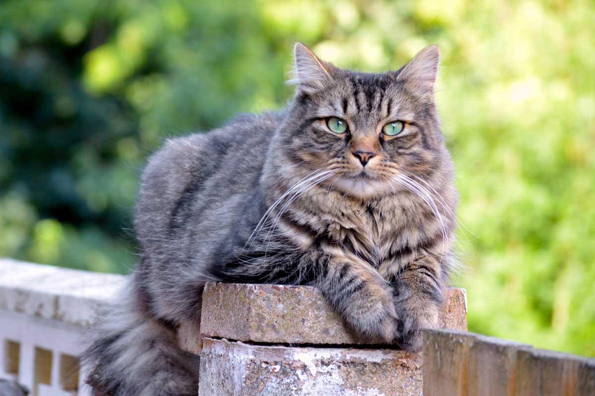 Cat JnD5BF9Uq