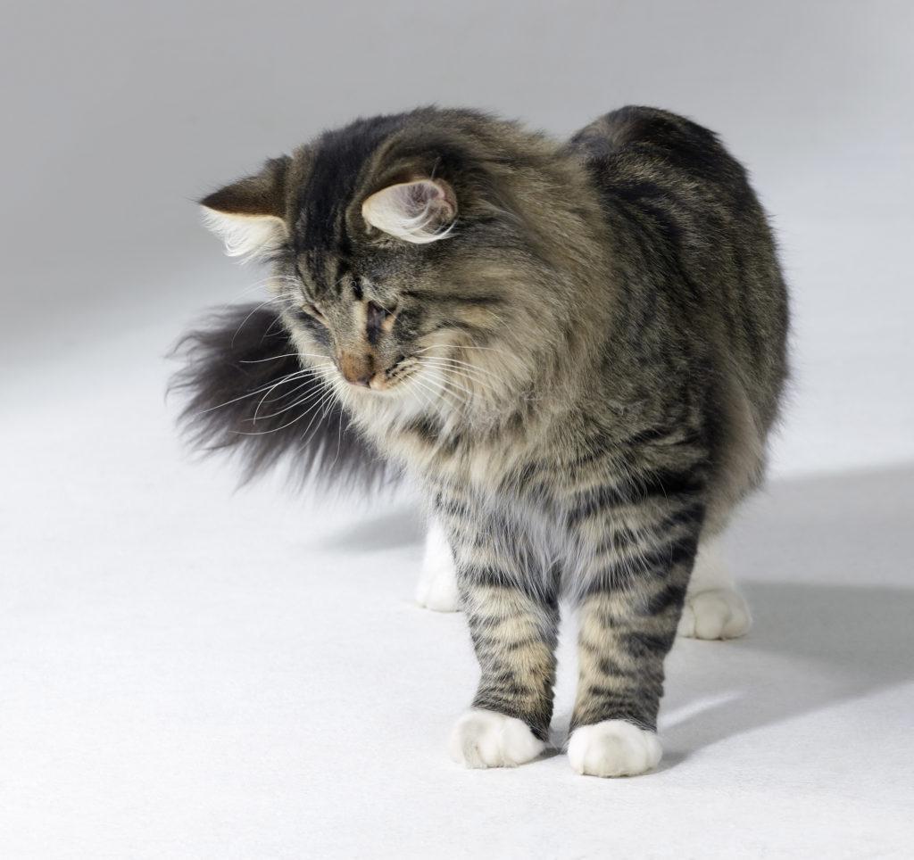 Cat JqnhXlI_b