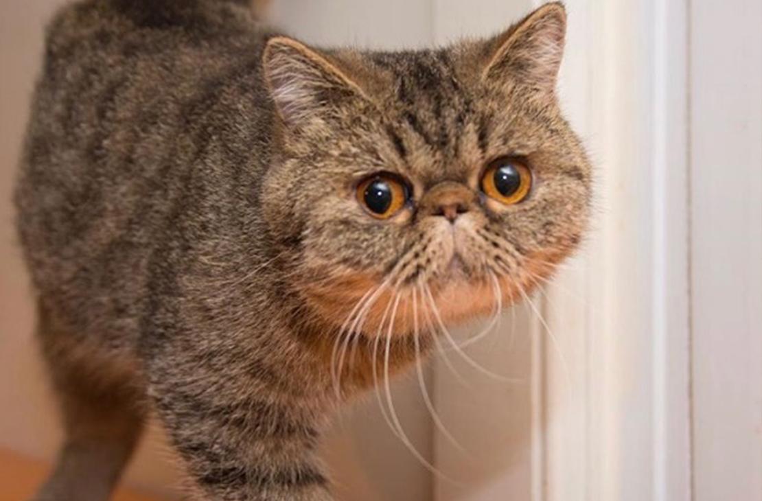 Cat Jxl7eRfCW