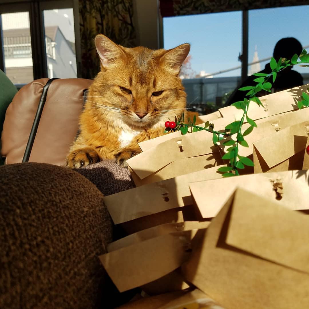 Cat K29_o7SGa