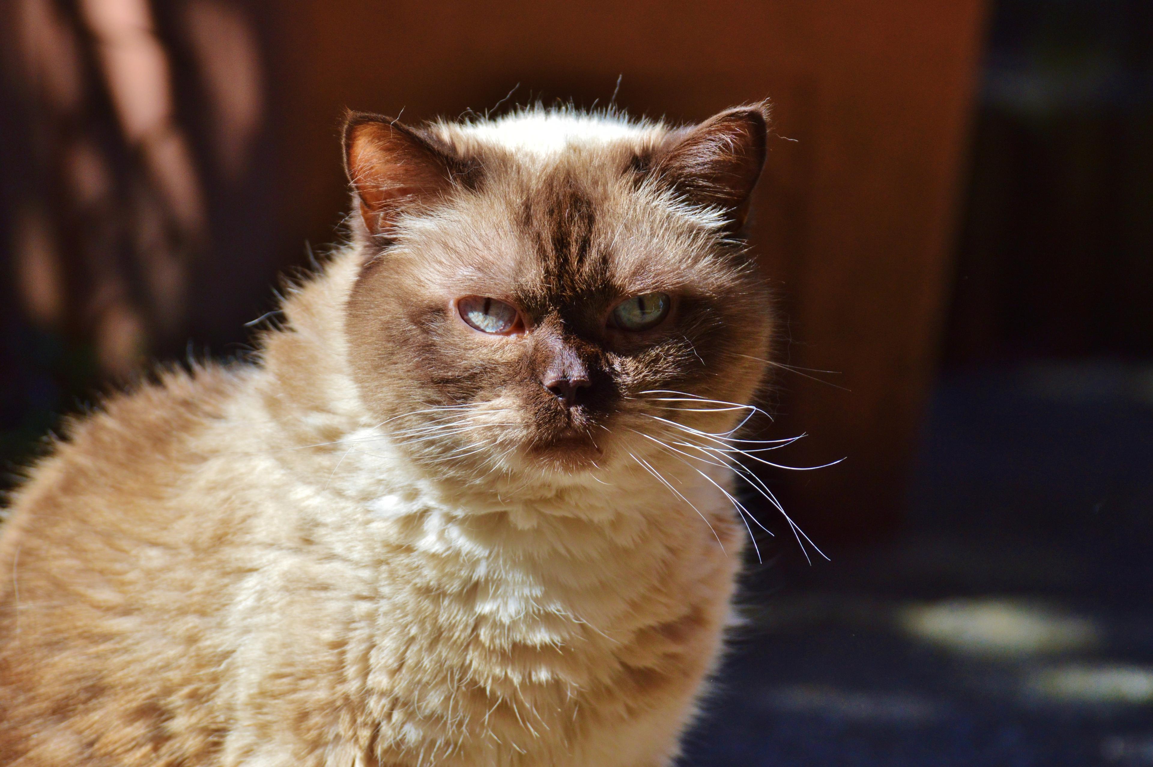 Cat KBjPMWOsK