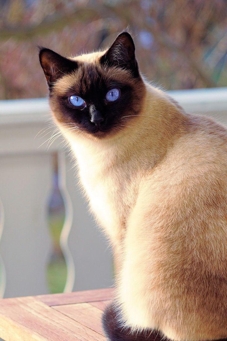 Cat KCJeb66J2