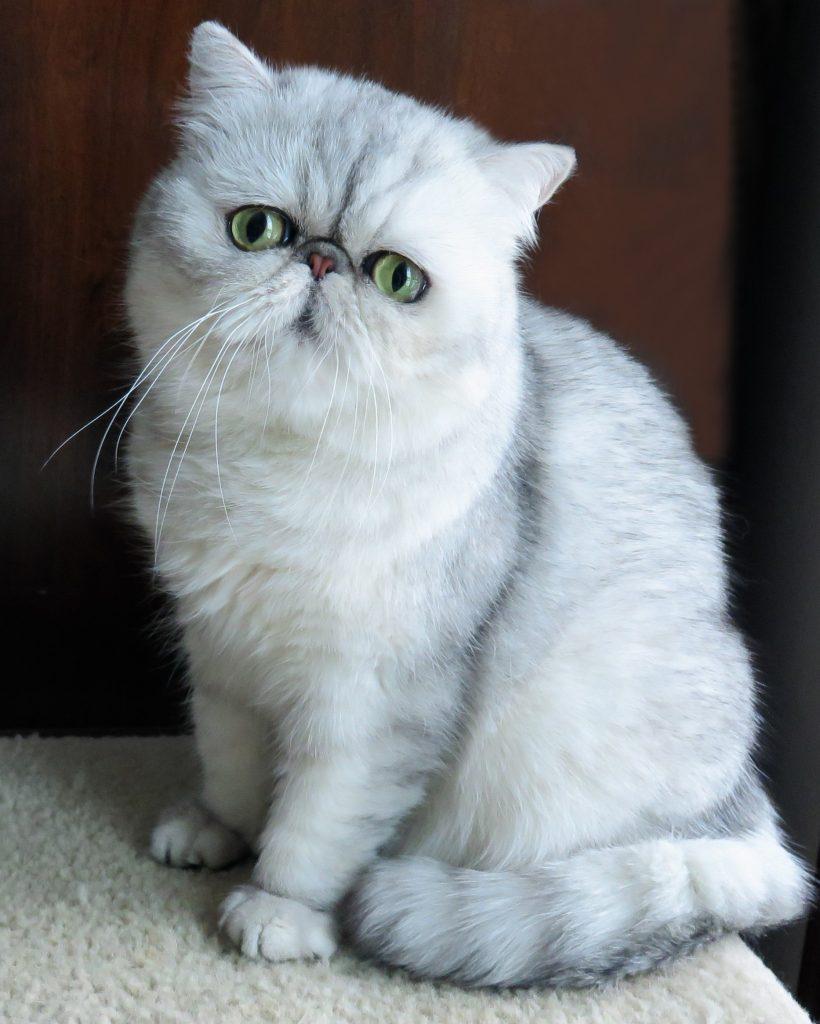 Cat KJF8fB_20