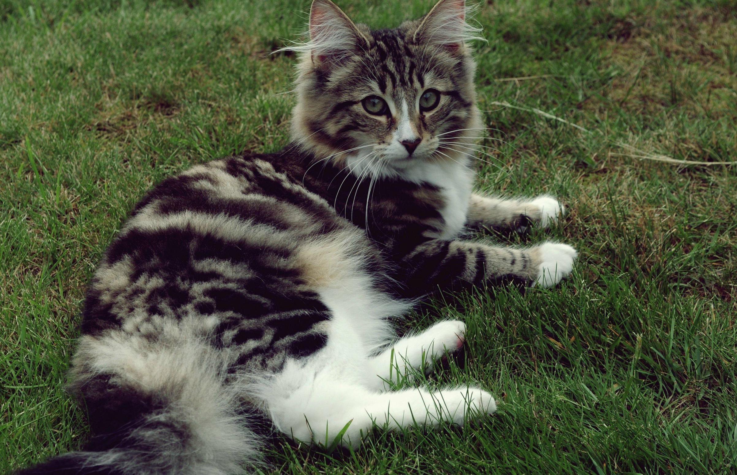 Cat KUcr7eFlM