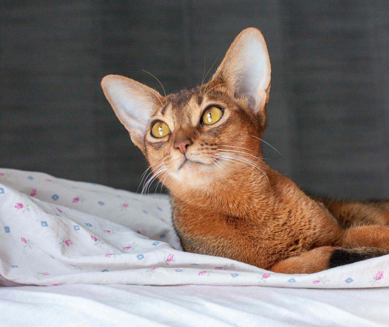 Cat Kq8__jmkT