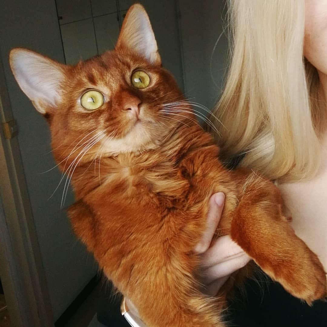 Cat L5QYxsrYw