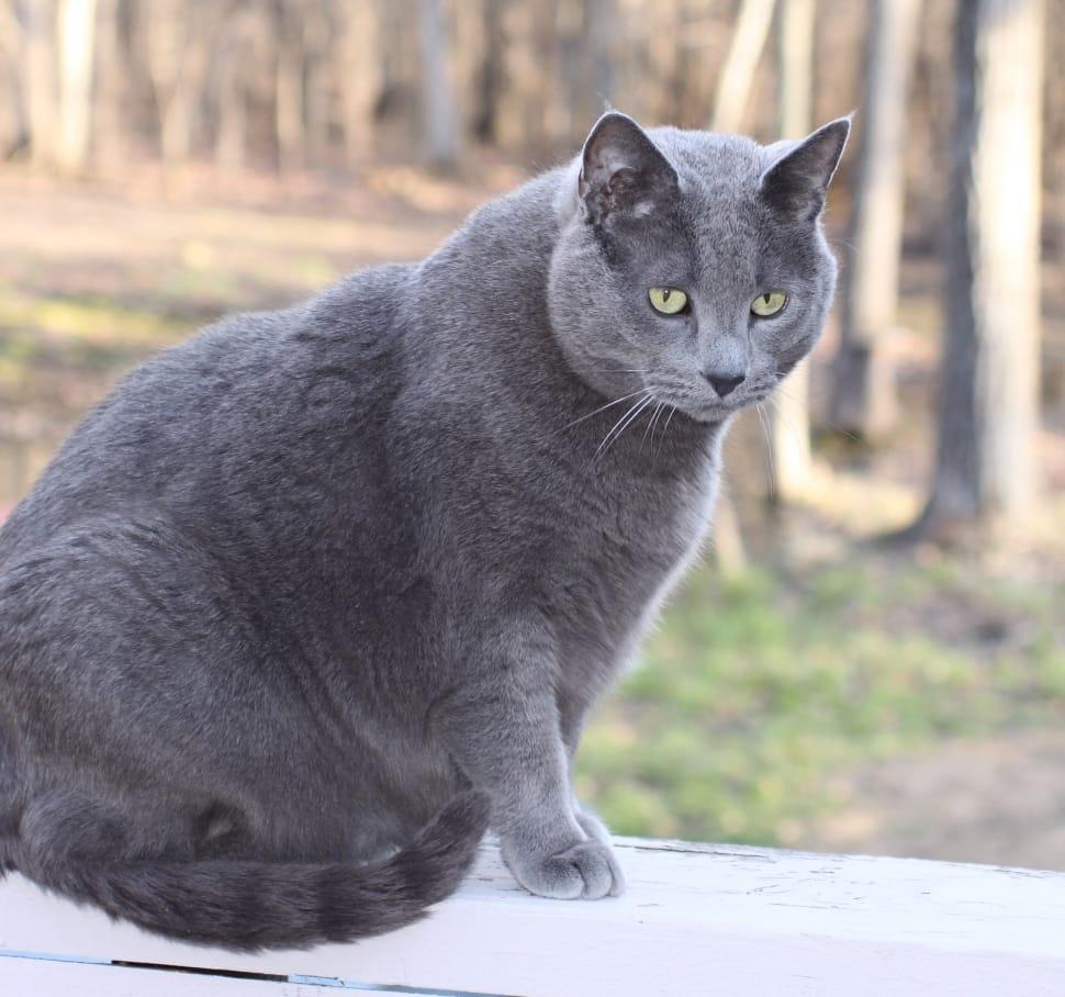 Cat LIoOlcalr
