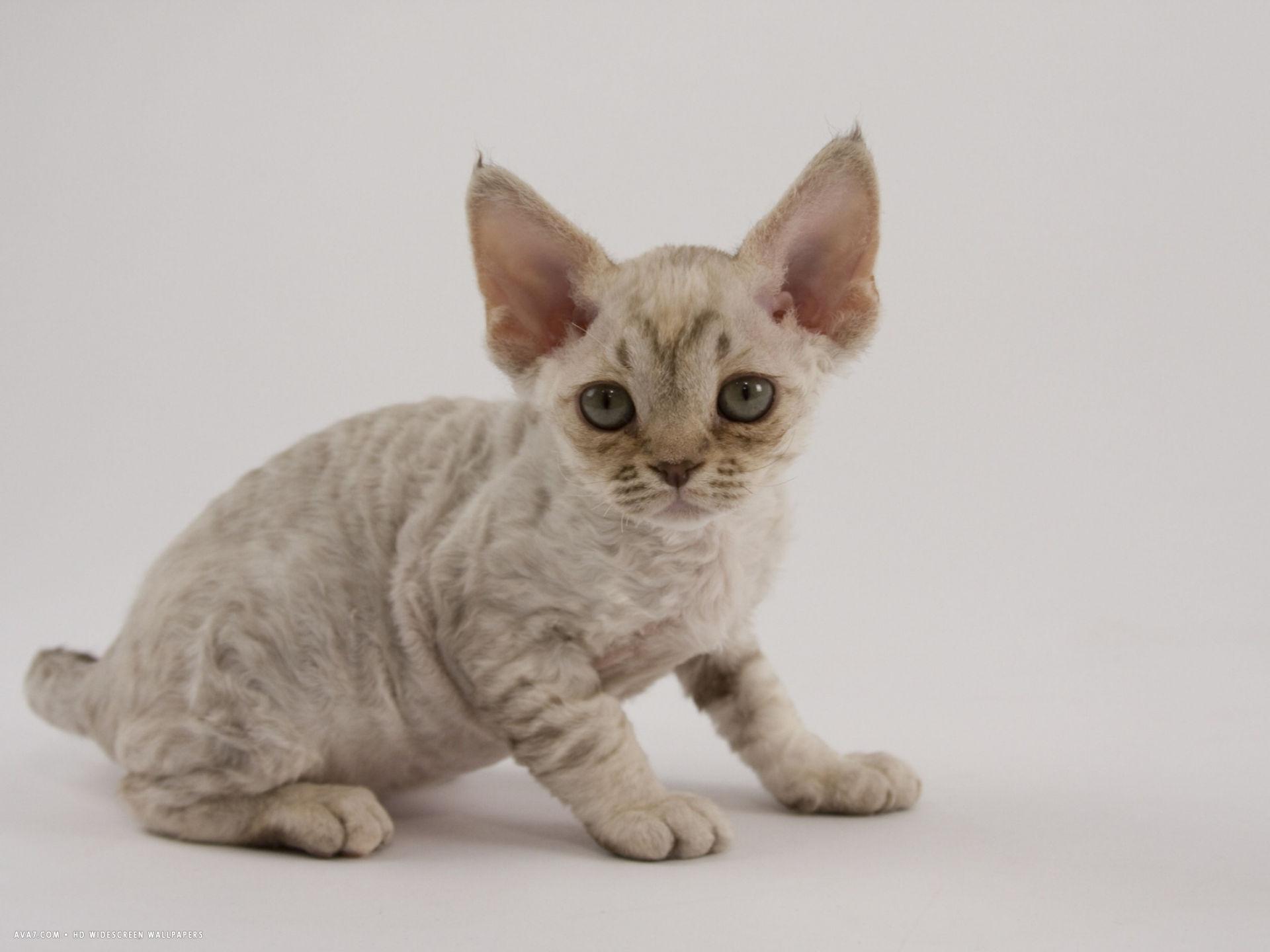 Cat LT13Rnq3P