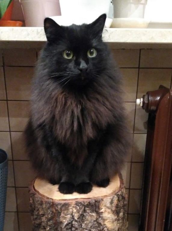 Cat LZEMs6lxN