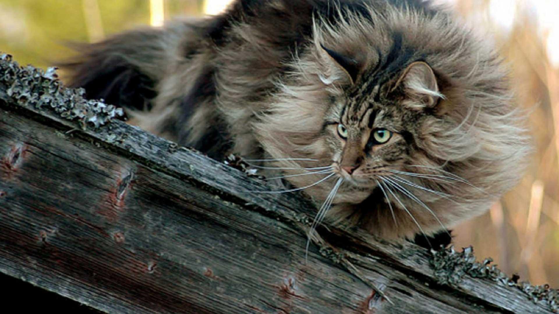 Cat L_H7aef7m