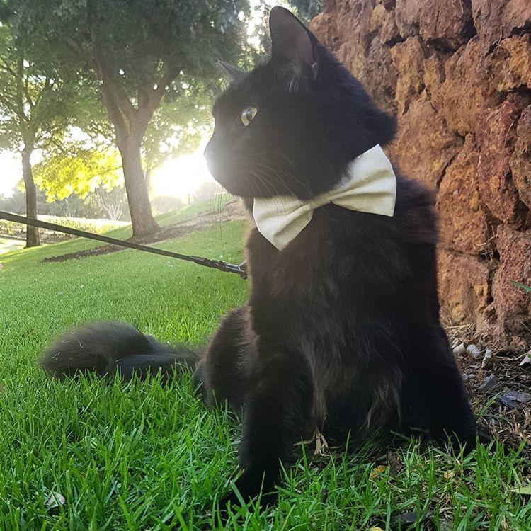 Cat LzVDEMYIv