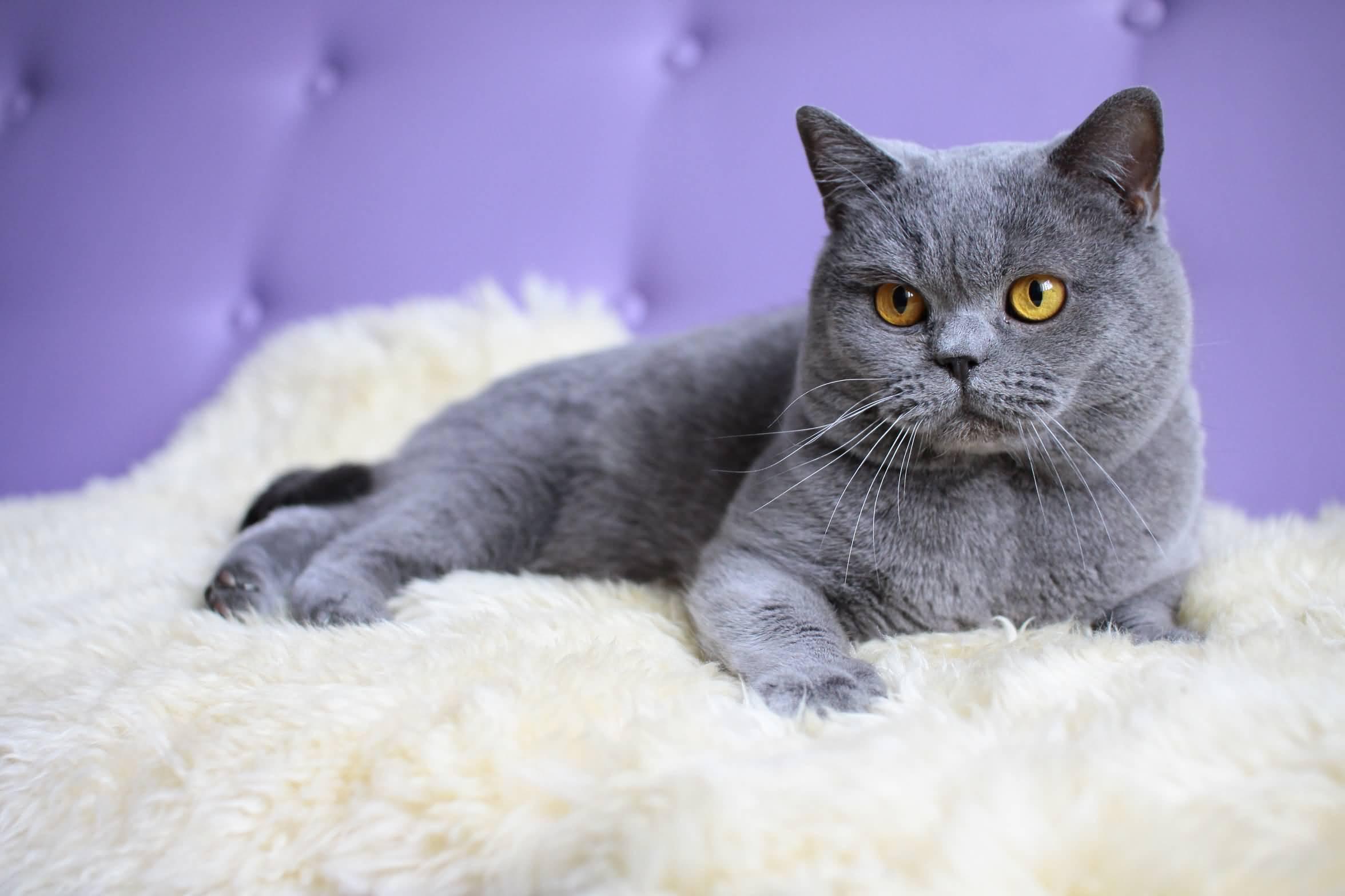 Cat M1Rh3CPp_