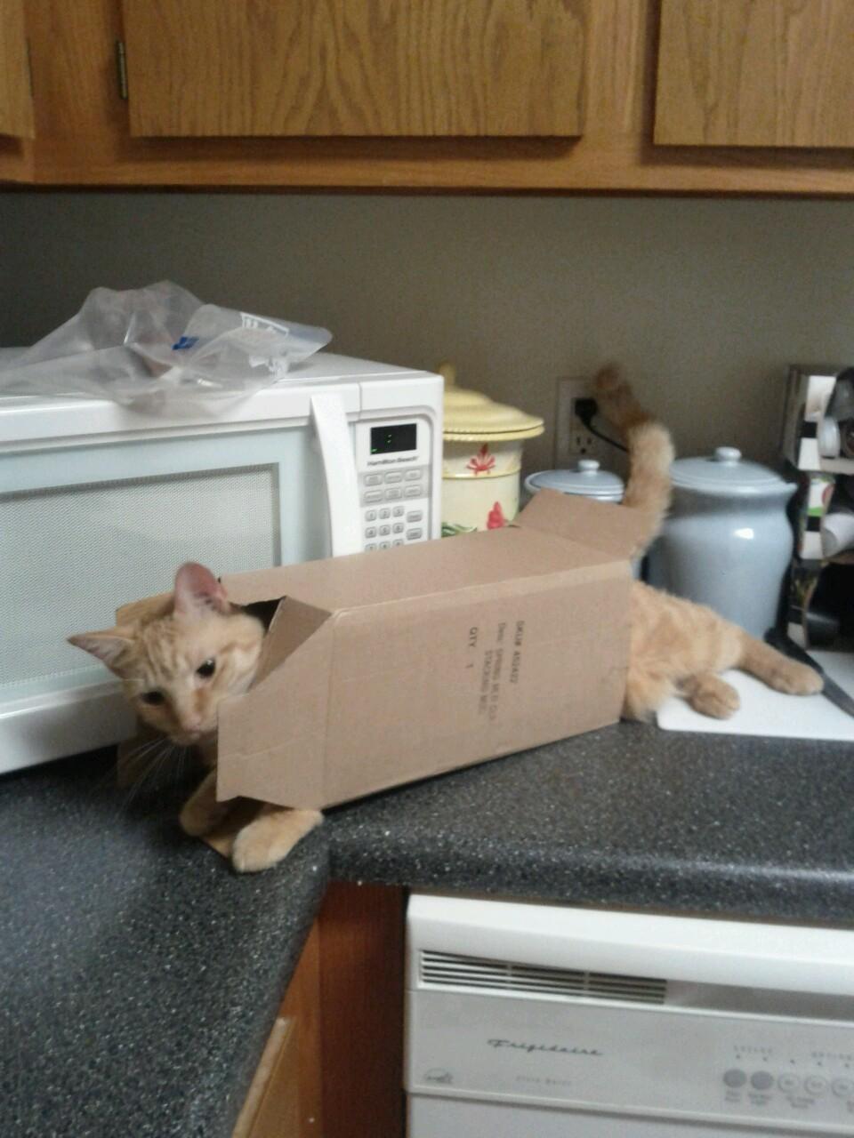 Cat MTQ5NTAyMA