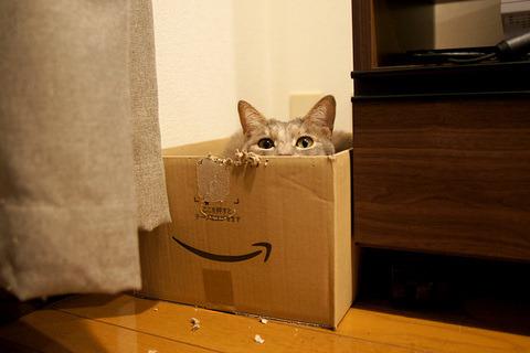 Cat MTQ5NTkxOA
