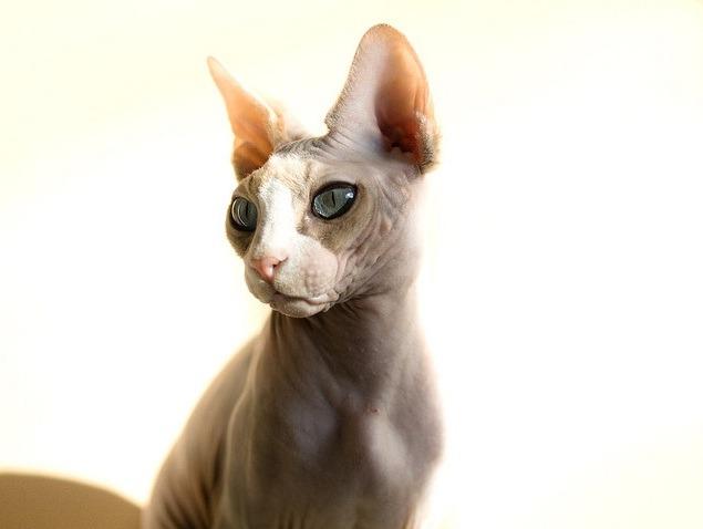 Cat MTQ5Njk3Nw