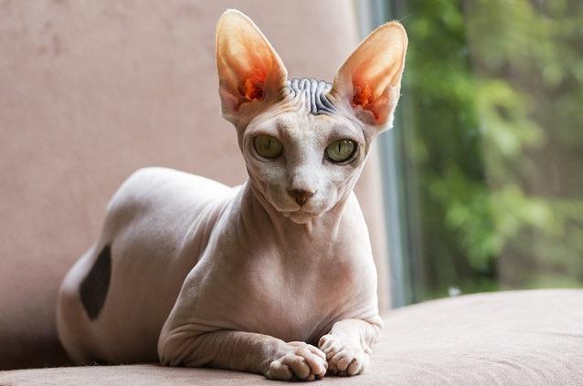 Cat MTQ5NzM4Mg