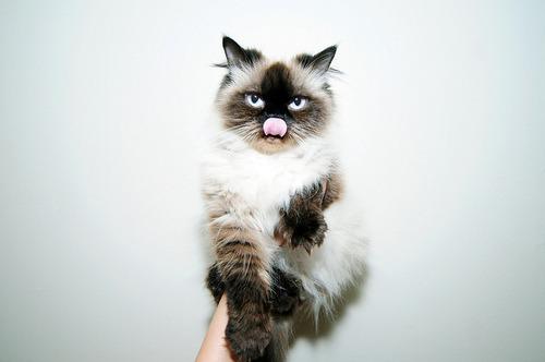 Cat MTQ5NzQ2MA