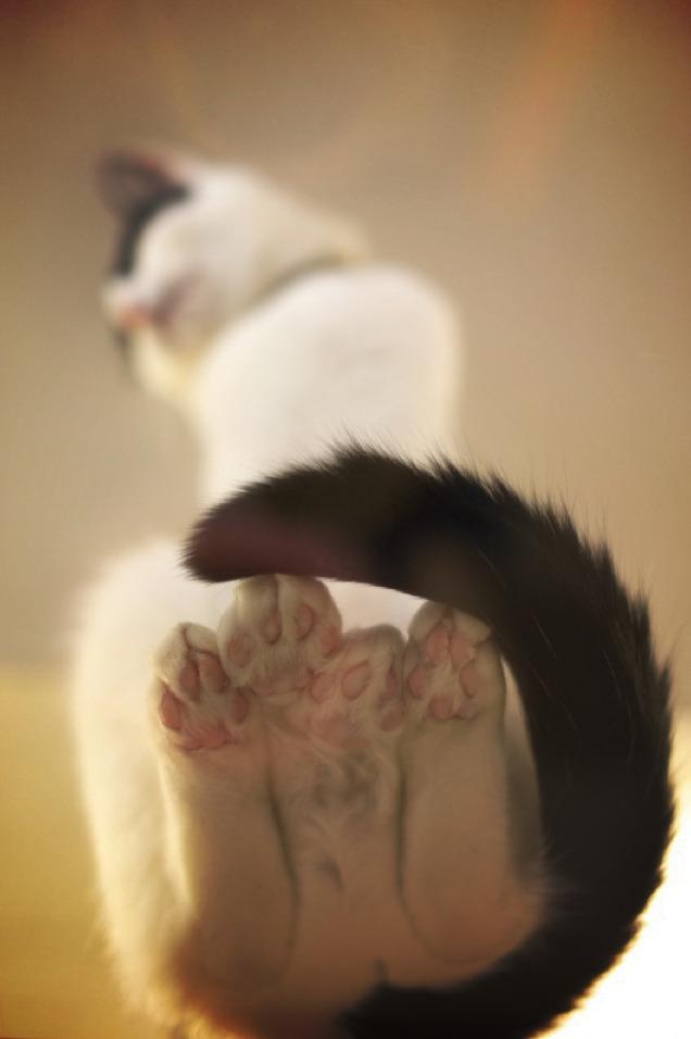 Cat MTQ5ODI5Mg