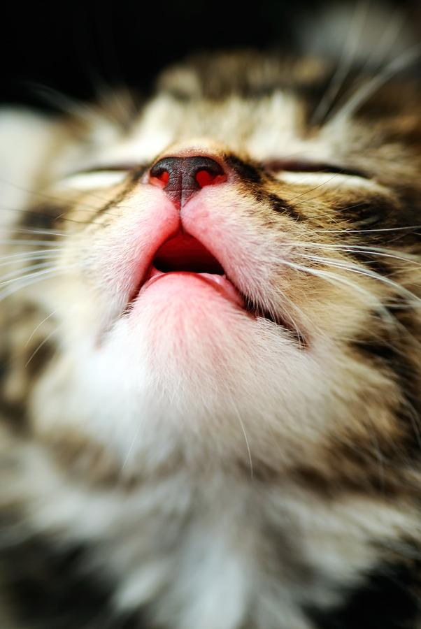 Cat MTQ5OTg1Mw