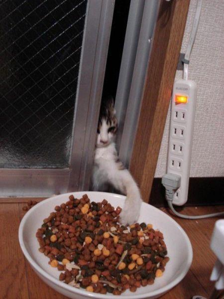 Cat MTU0NDc5Ng