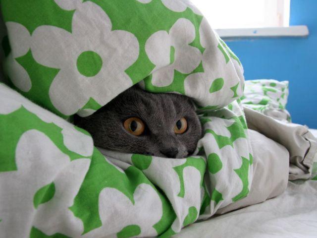 Cat MTU0NzgwMA