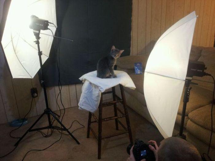 Cat MTU0ODE0NQ