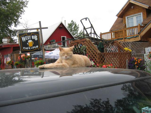 Cat MTU1MTM1Mg