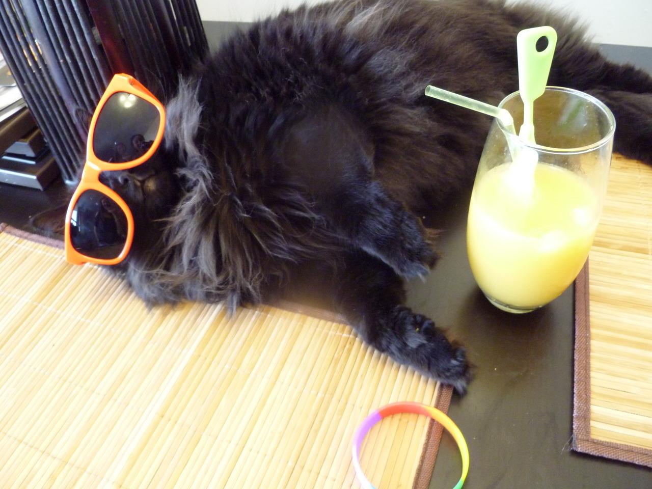 Cat MTU1NDY0MA