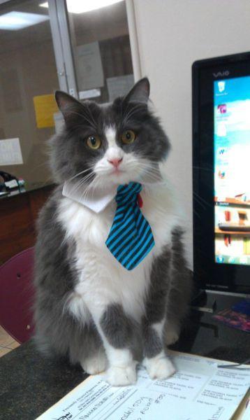 Cat MTU1Njg0MQ