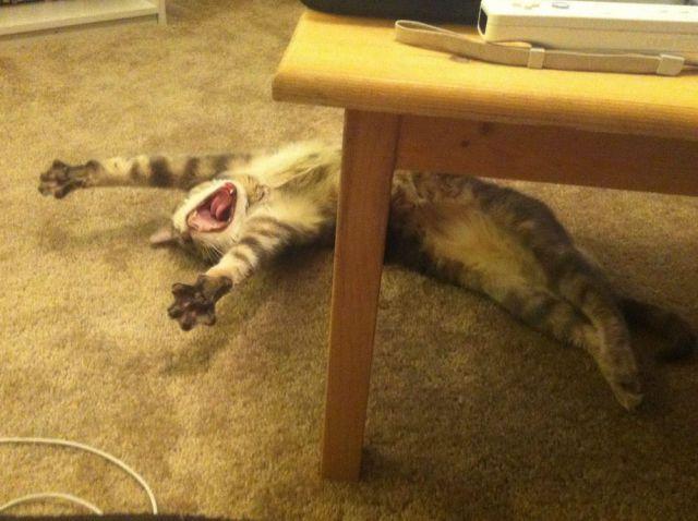 Cat MTU1ODMyMQ