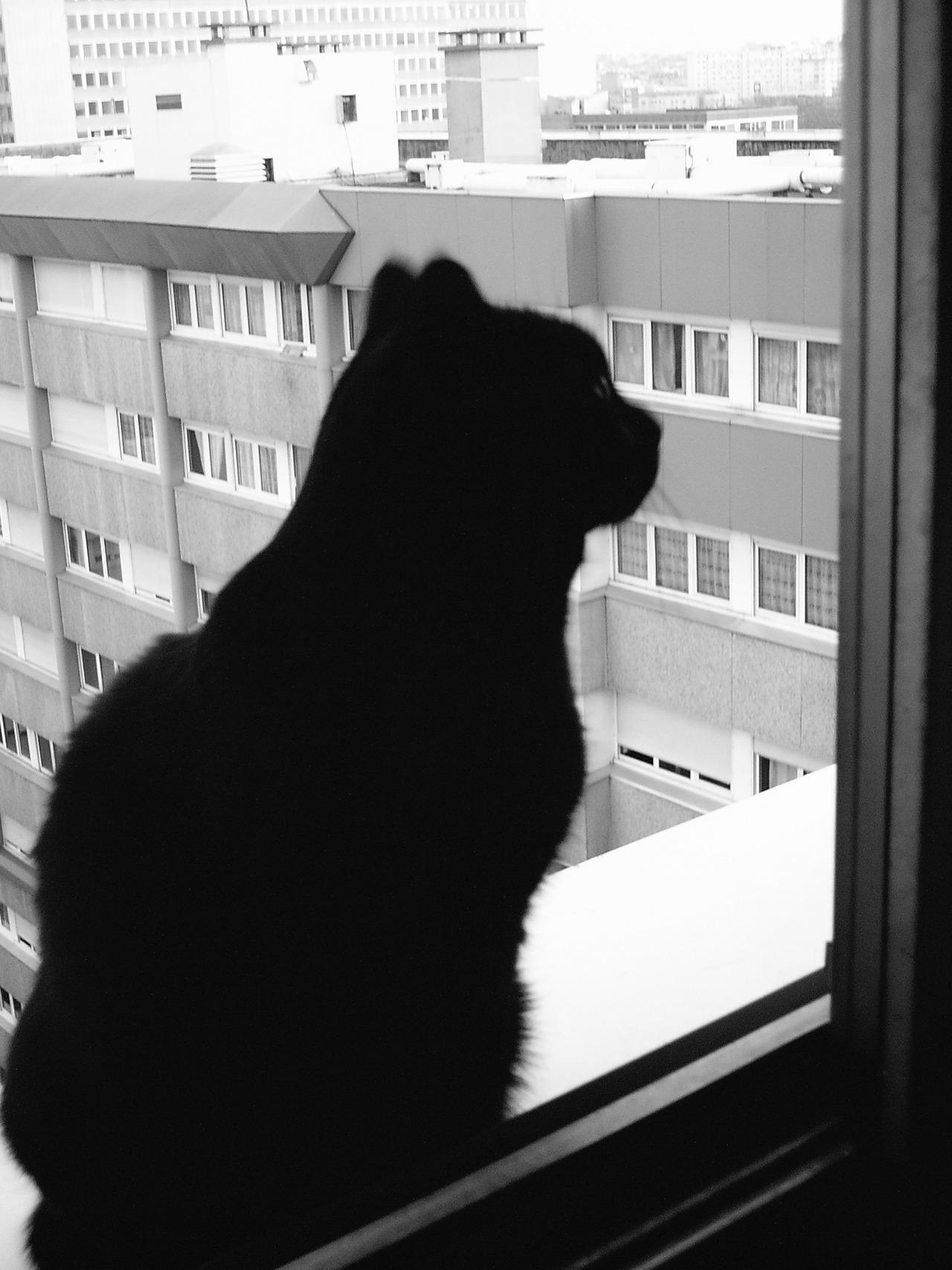 Cat MTU1ODY2MA