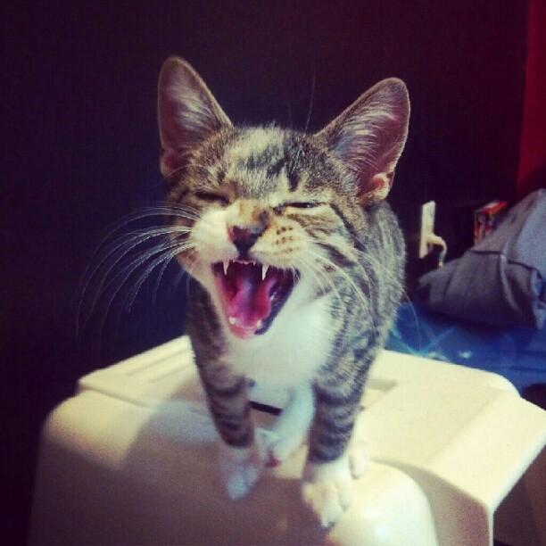 Cat MTU1OTIzMA