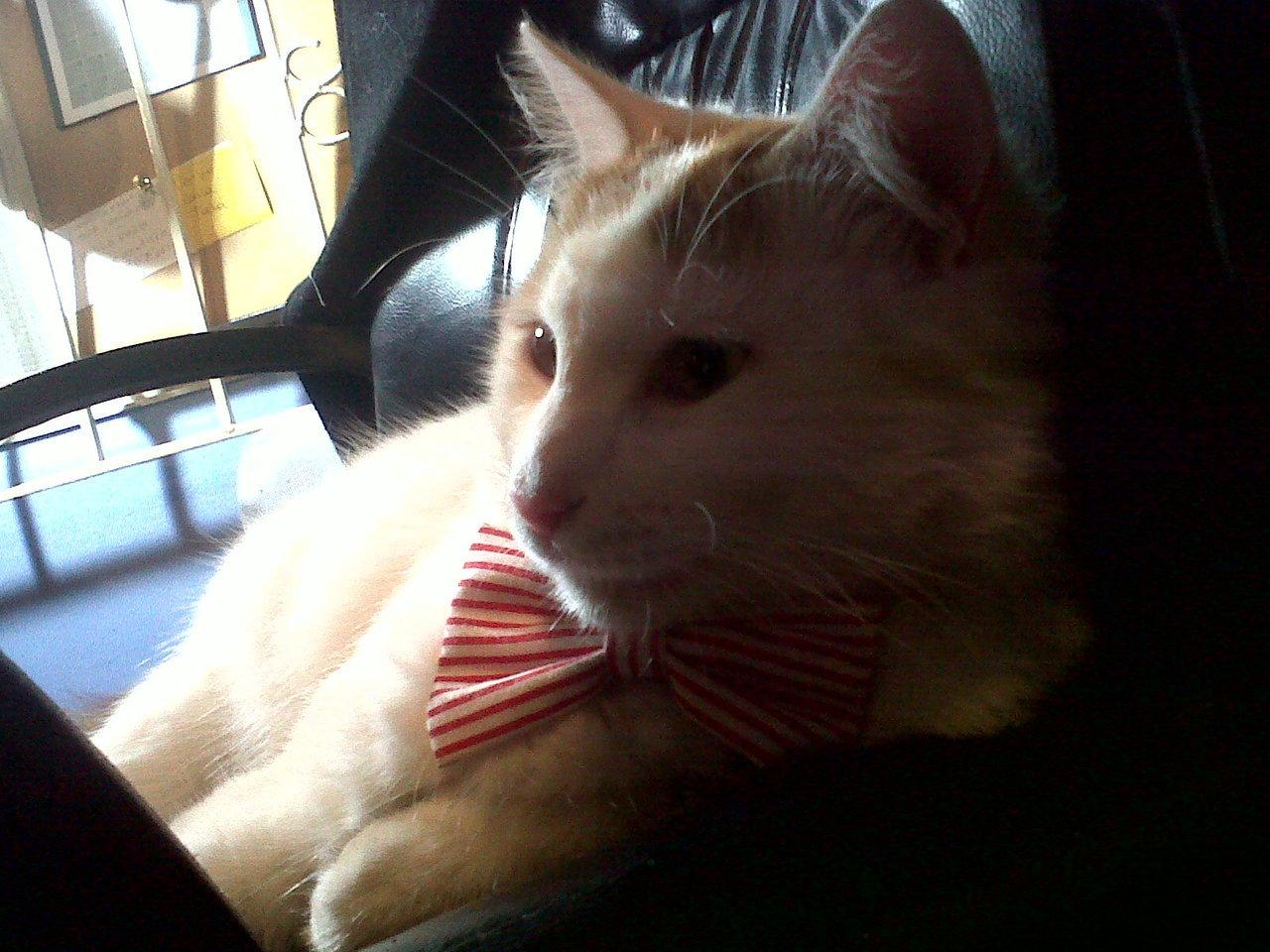 Cat MTU2MTA2NA