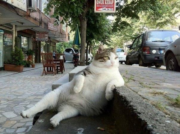 Cat MTU2MjA1OA