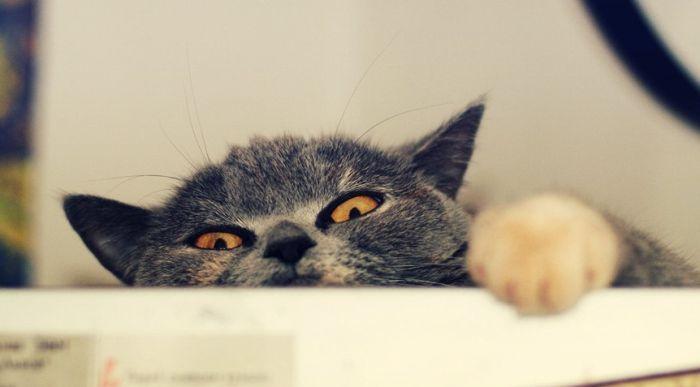 Cat MTU2MjQ4NA