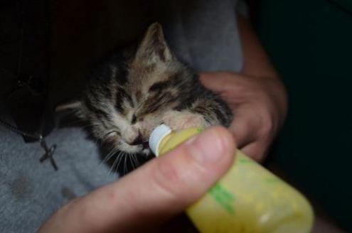 Cat MTU2MzAyNg